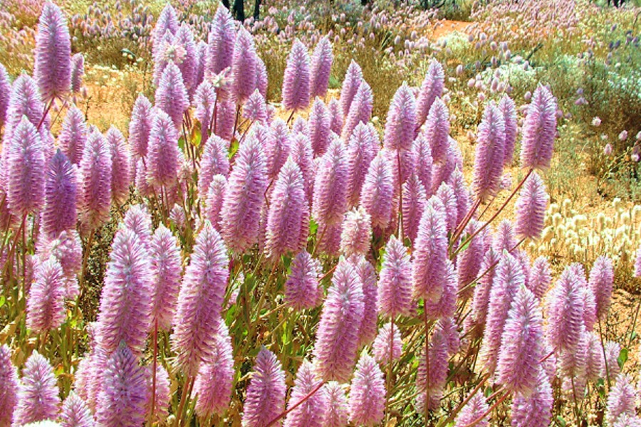 Best Of The West And Wildflowers Fun Over Fifty