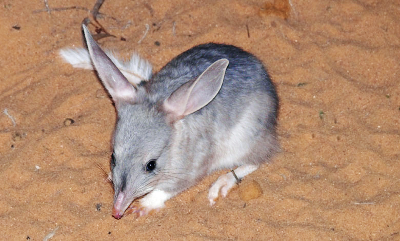 Southwest Queensland & Lightning Ridge Rover | Fun Over Fifty