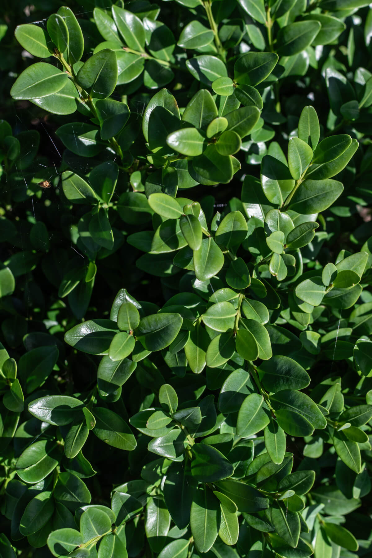 Propagating Boxwood from Cuttings | The Maker Makes