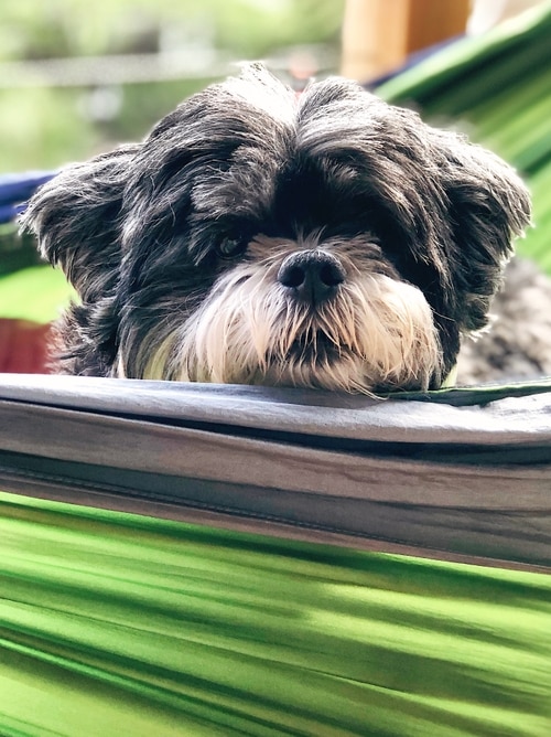 A photo of our dog Roscoe, a lhasa apso, peeking over the edge of our green hammock in the sun
