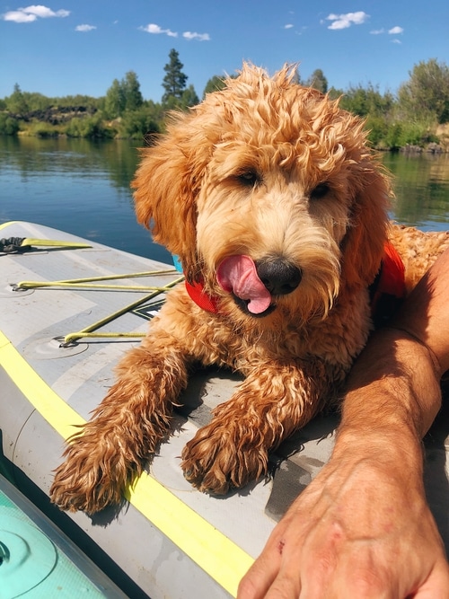 Our dog Ria, a caramel colored goldendoodle, with her life jacket on, sitting on top of our paddleboard in the Deschutes River on a blue sky day.