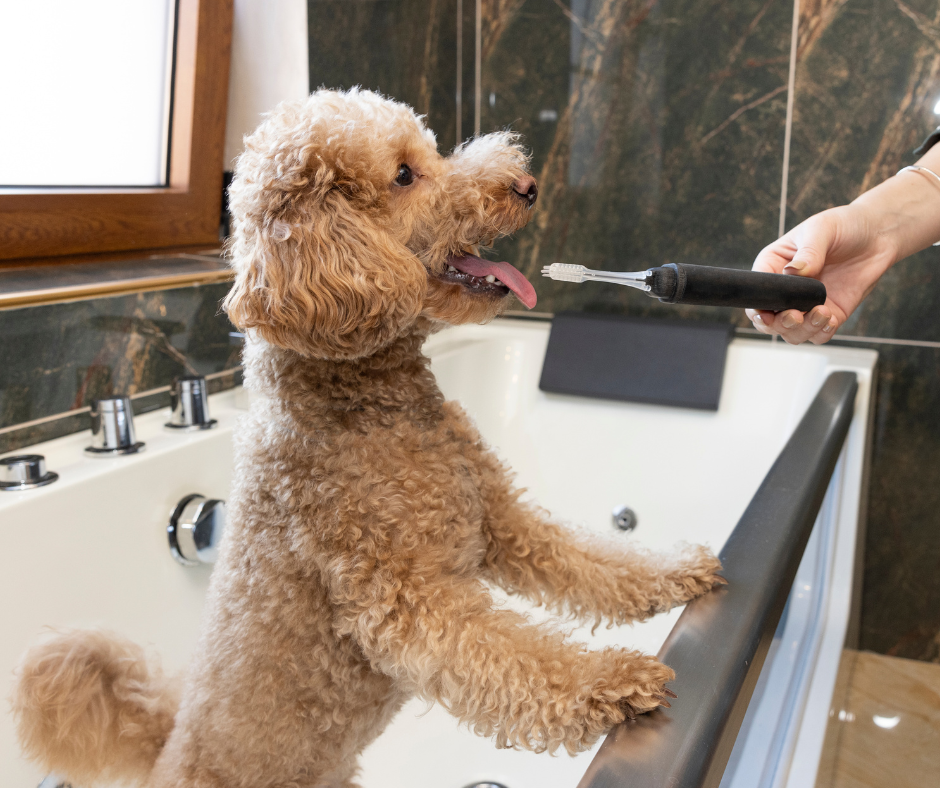 how to remove tartar from dog teeth without dentist