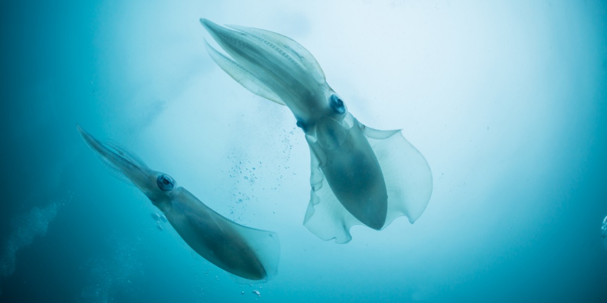 squid-crm|
