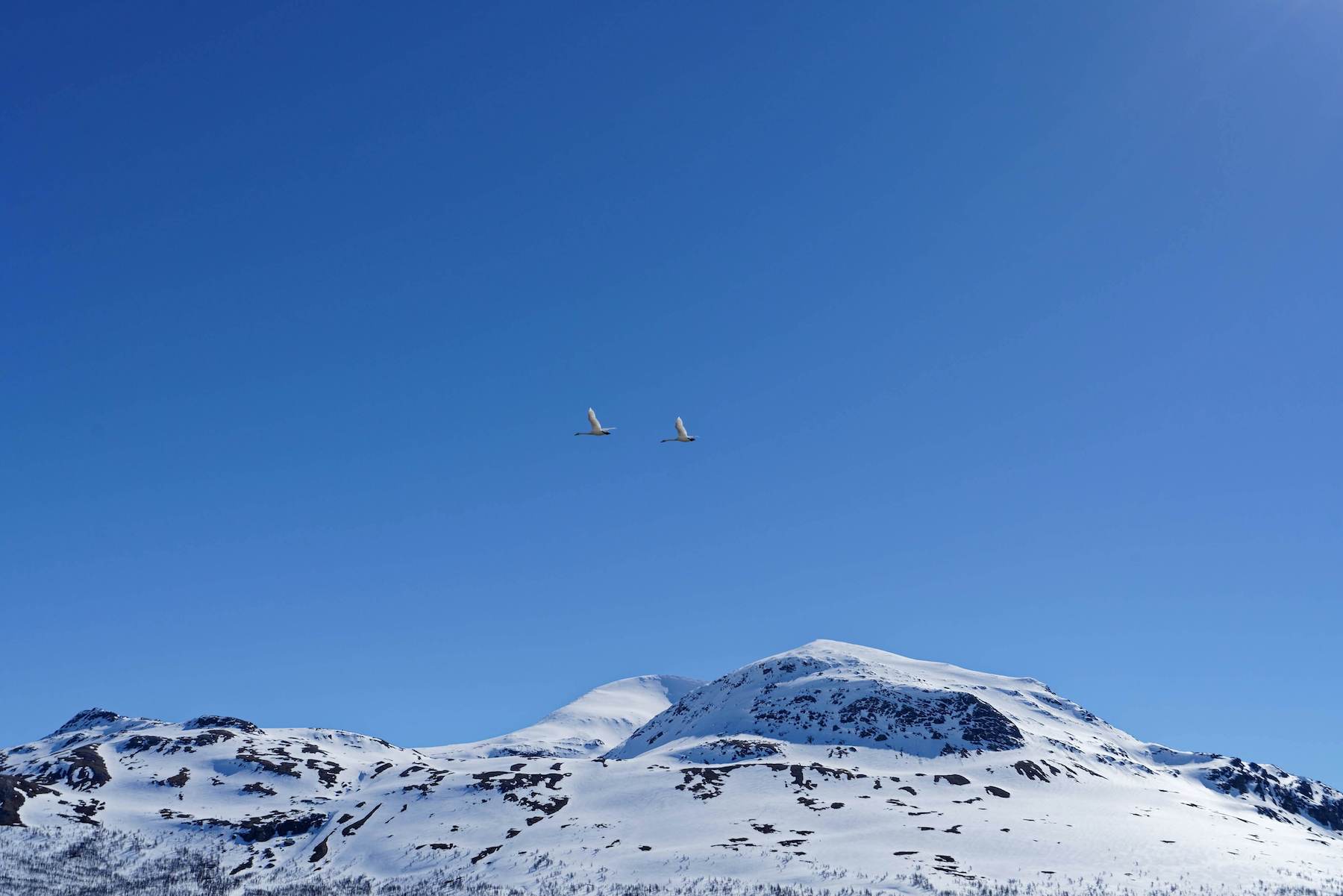 Birds migrating against a blue sky with a mountain top in the background