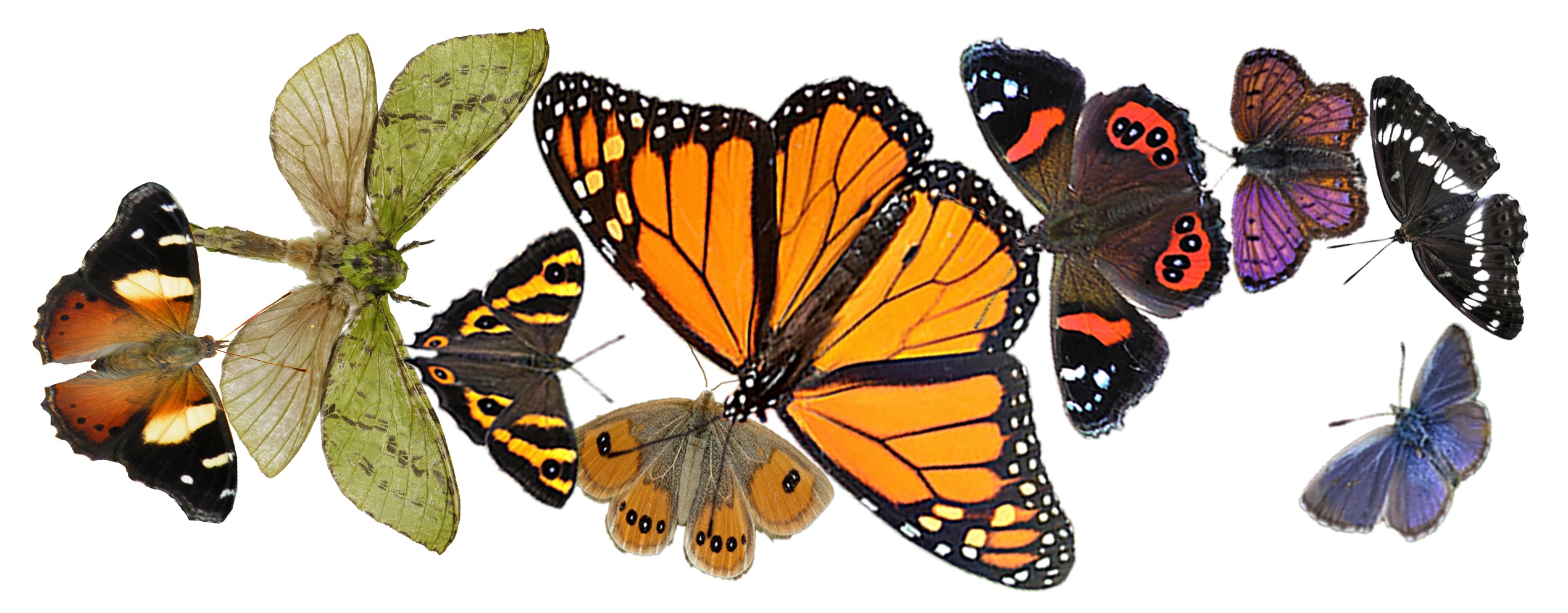 Moths and Butterflies of New Zealand Trust Find Auckland — Tāmaki