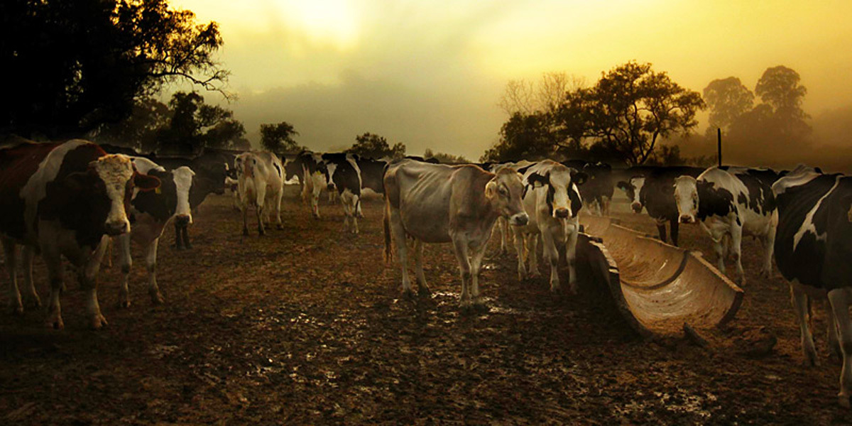 Country Valley Milk Order online with Foodbomb