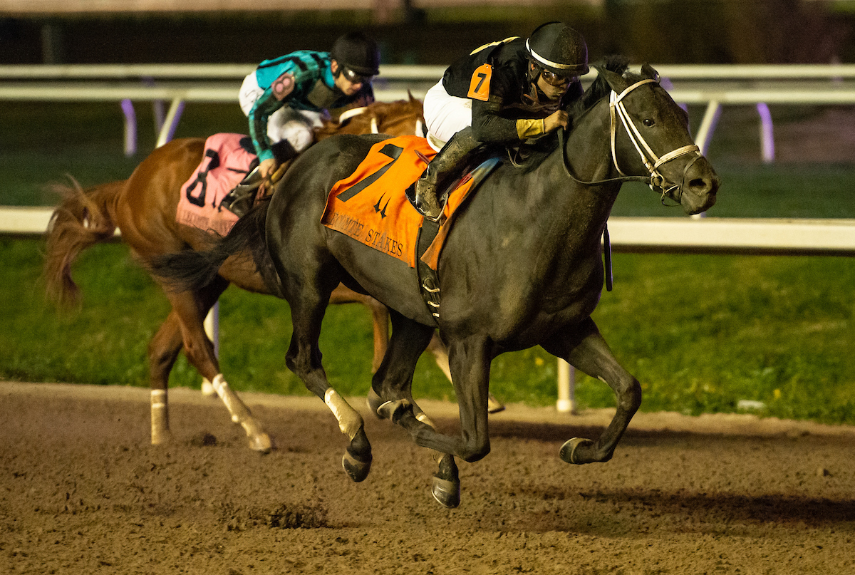 Louisiana Derby Meet the Contenders 1/ST BET NEWS