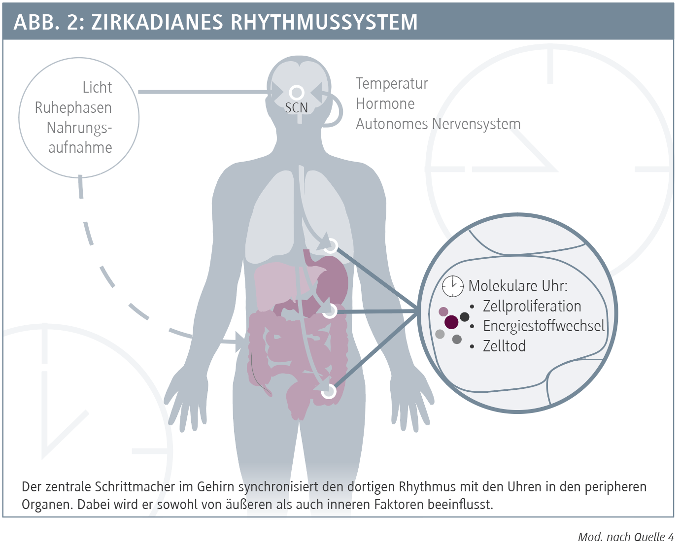 Zirkadiane Rhythmen beeinflussen den Therapieerfolg DER PRIVATARZT DIGITAL