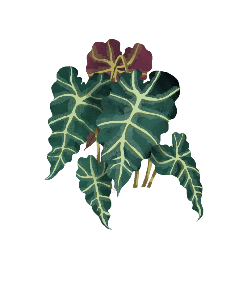 alocasia polly