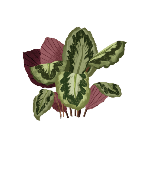 calathea medallion