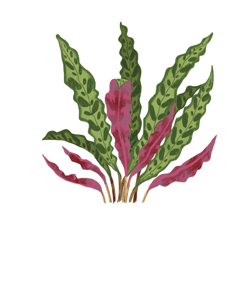 calathea rattlesnake