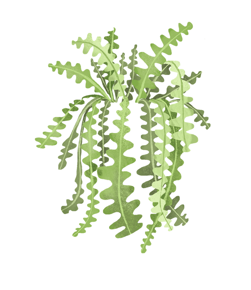 fishbone cactus