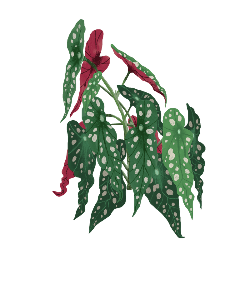 spotted begonia