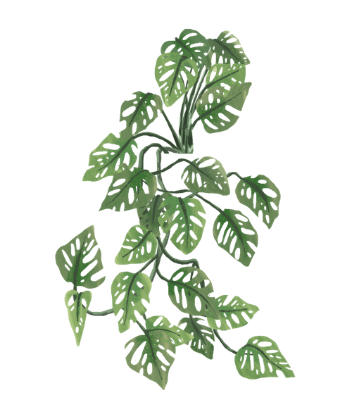 monstera adansonii