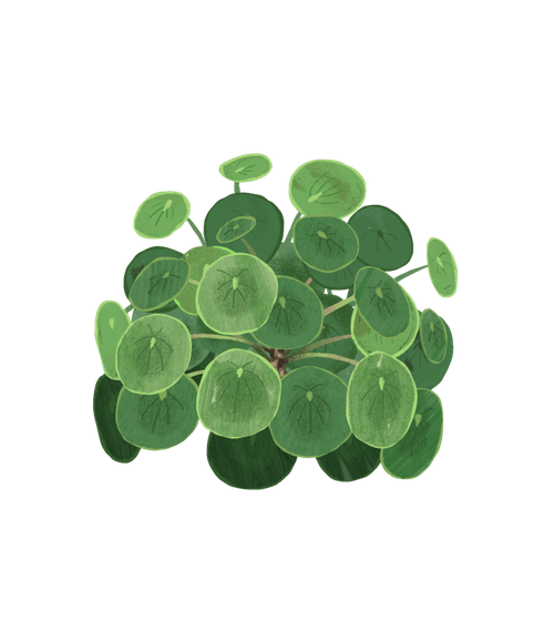 pilea