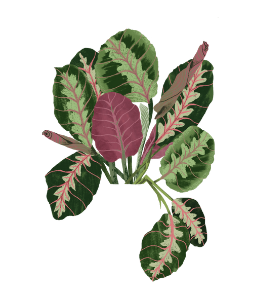maranta