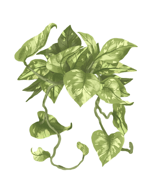 golden pothos