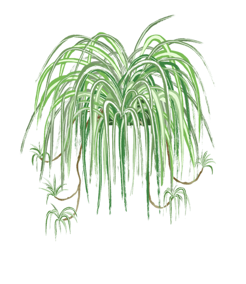 spider plant