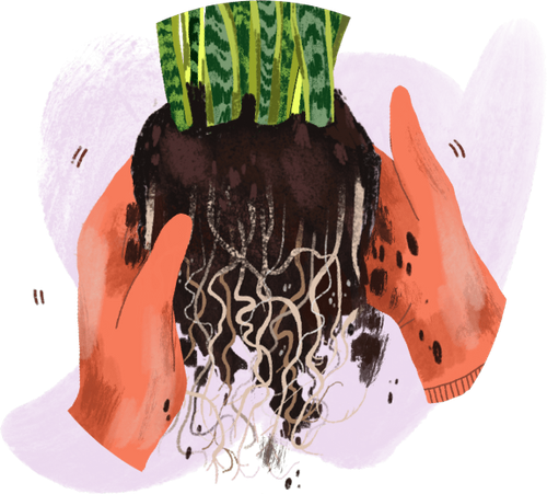 plant care