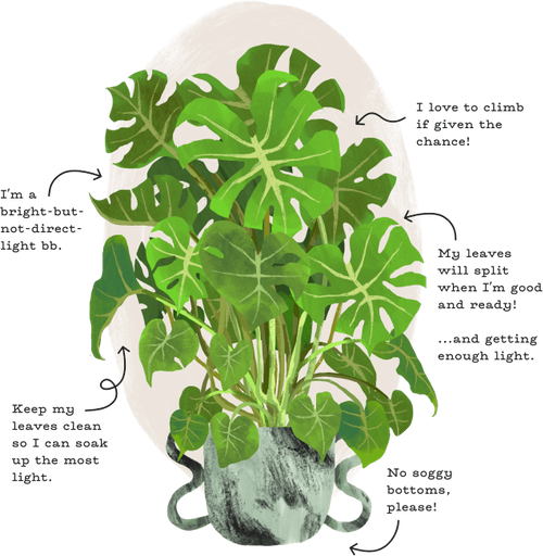 plant guides