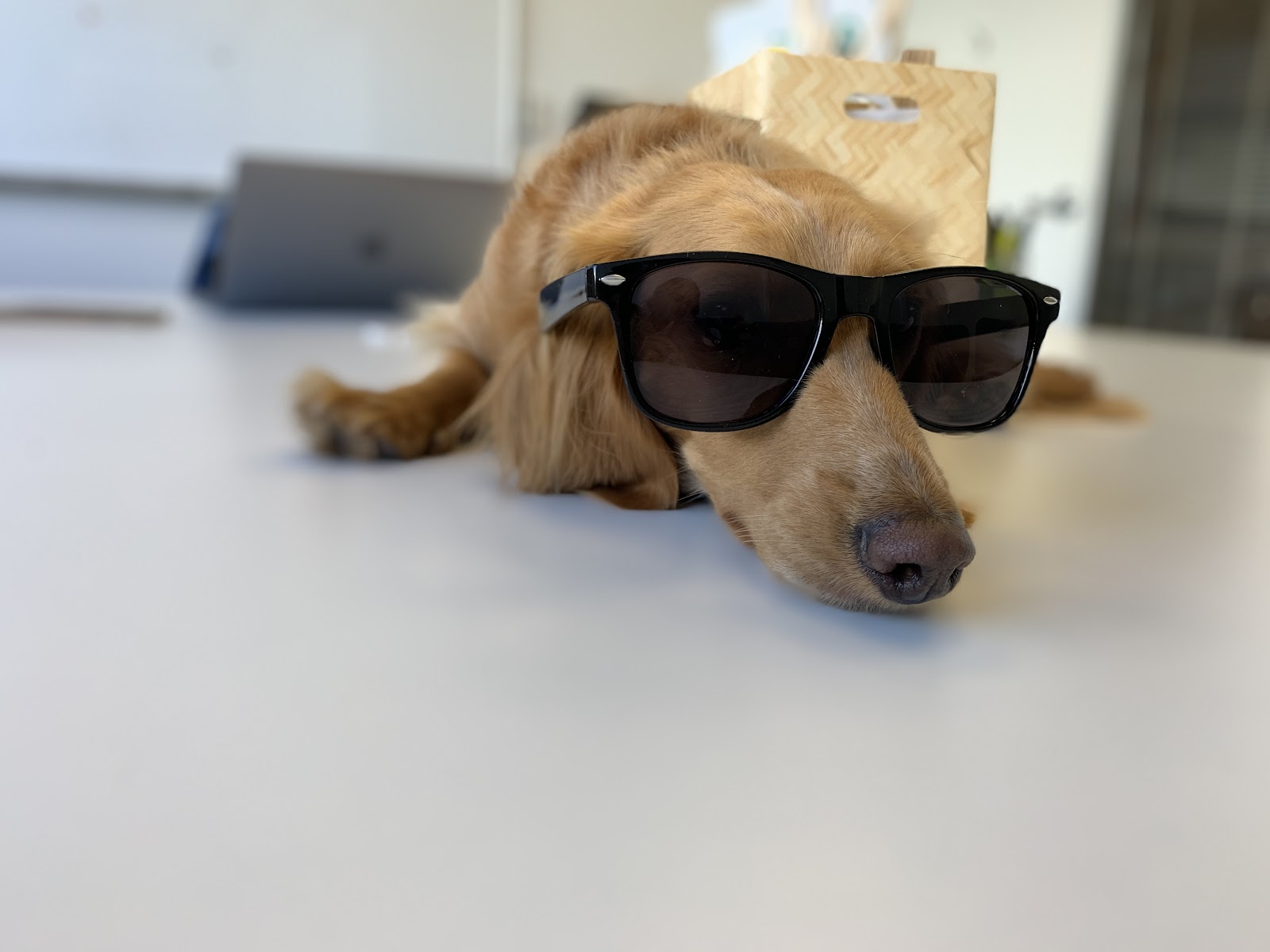 Dog wearing sunglasses