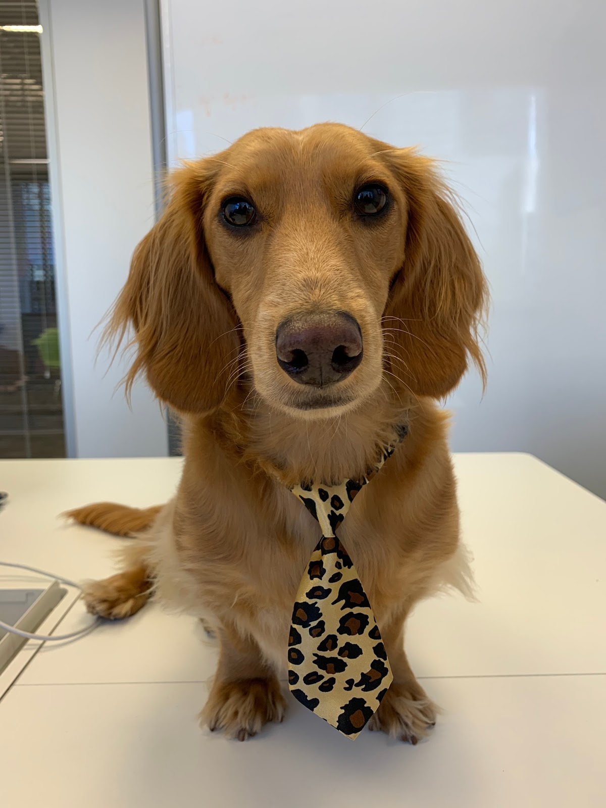 Dog facing forward