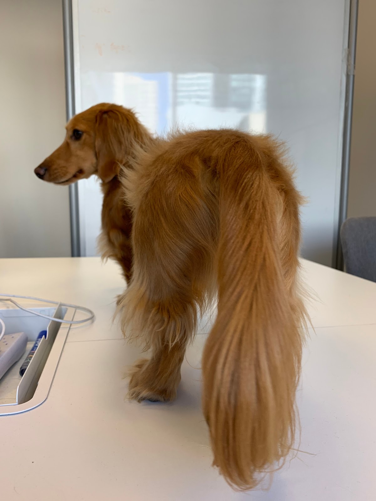Dog facing backwards