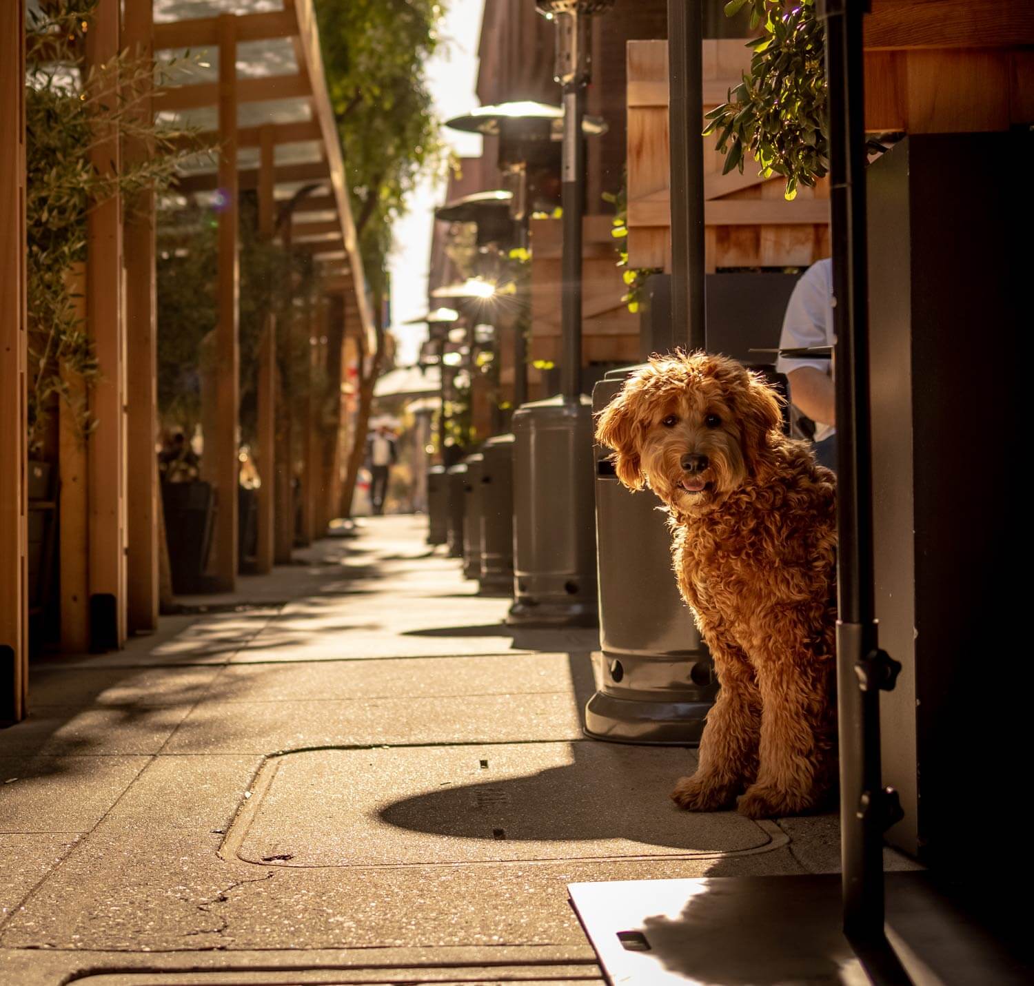 A dog sitting in the outdoor dining area of Cotogna