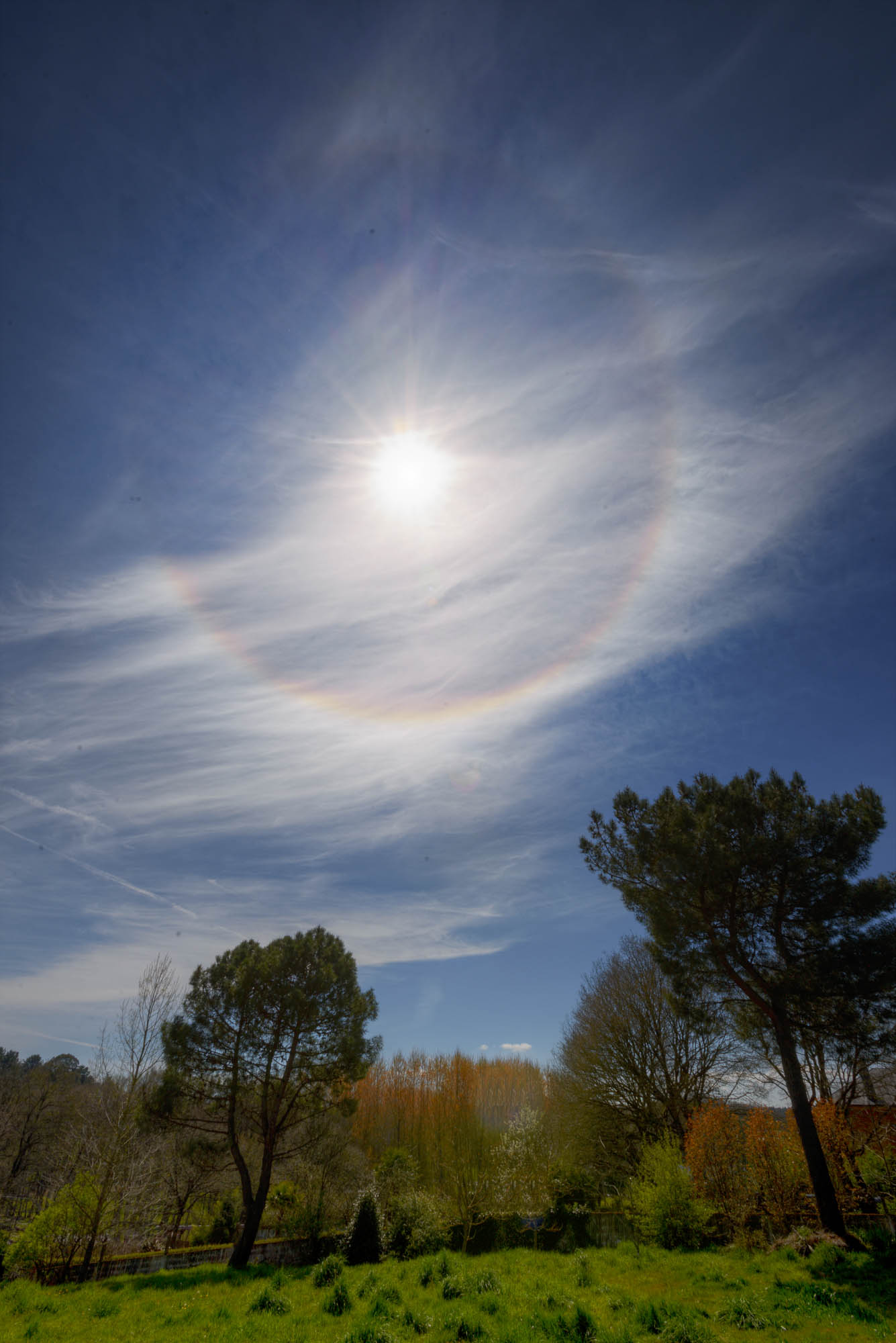 Atmospheric optical phenomenon called parhelion (sun halos) over a group of trees