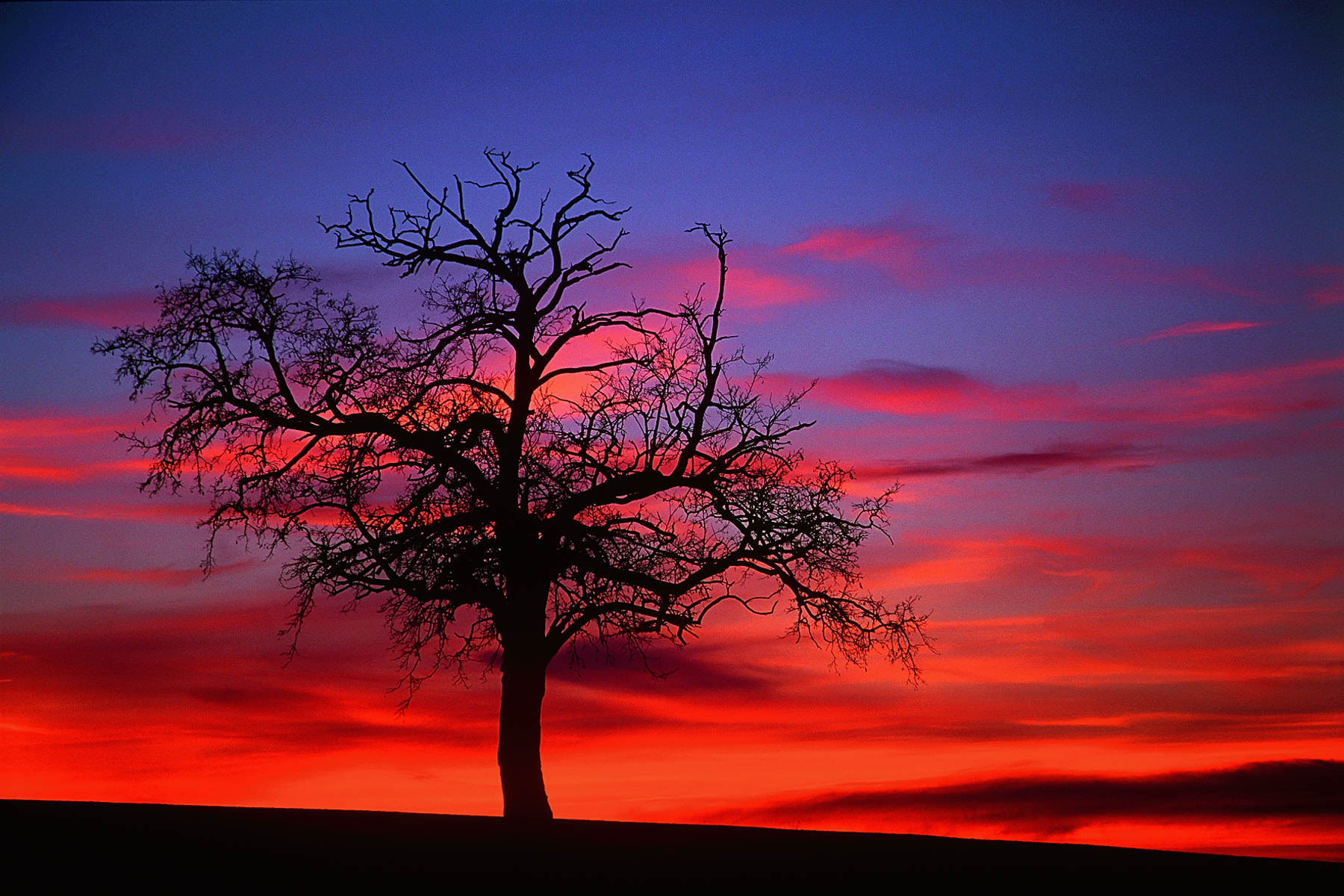 Focus: Get the classic look of Kodachrome, Velvia, Tri-X and more with