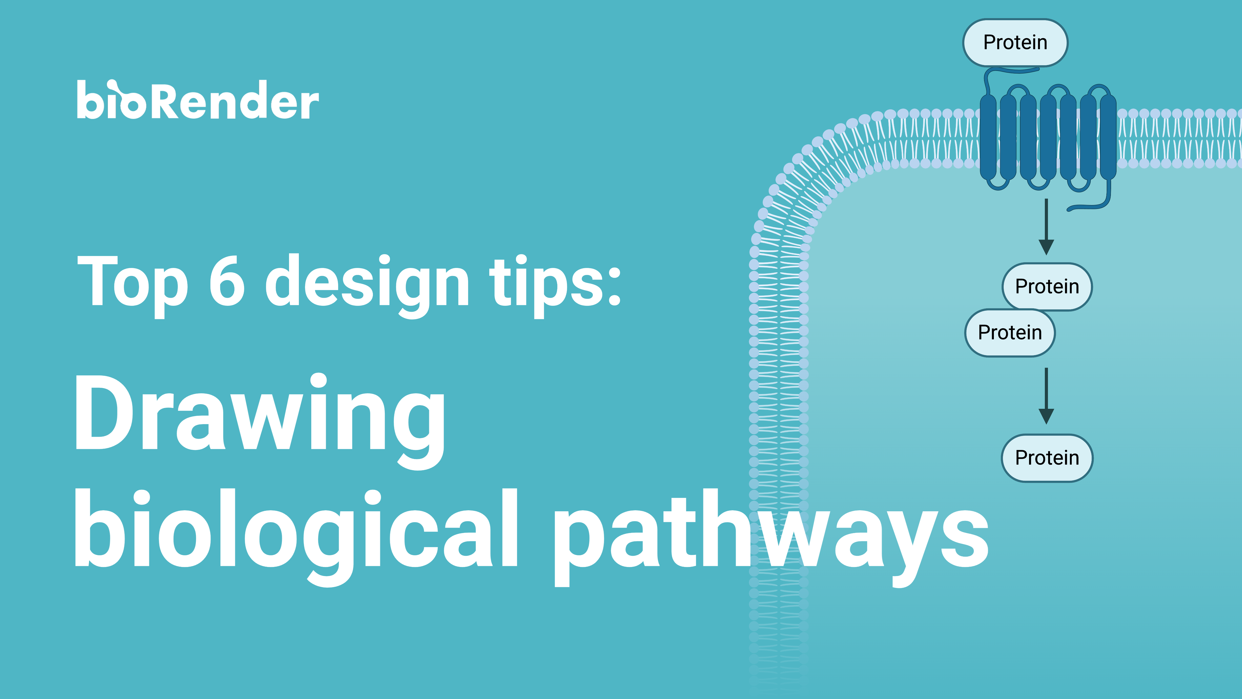 Tips for Illustrating Biological Pathways