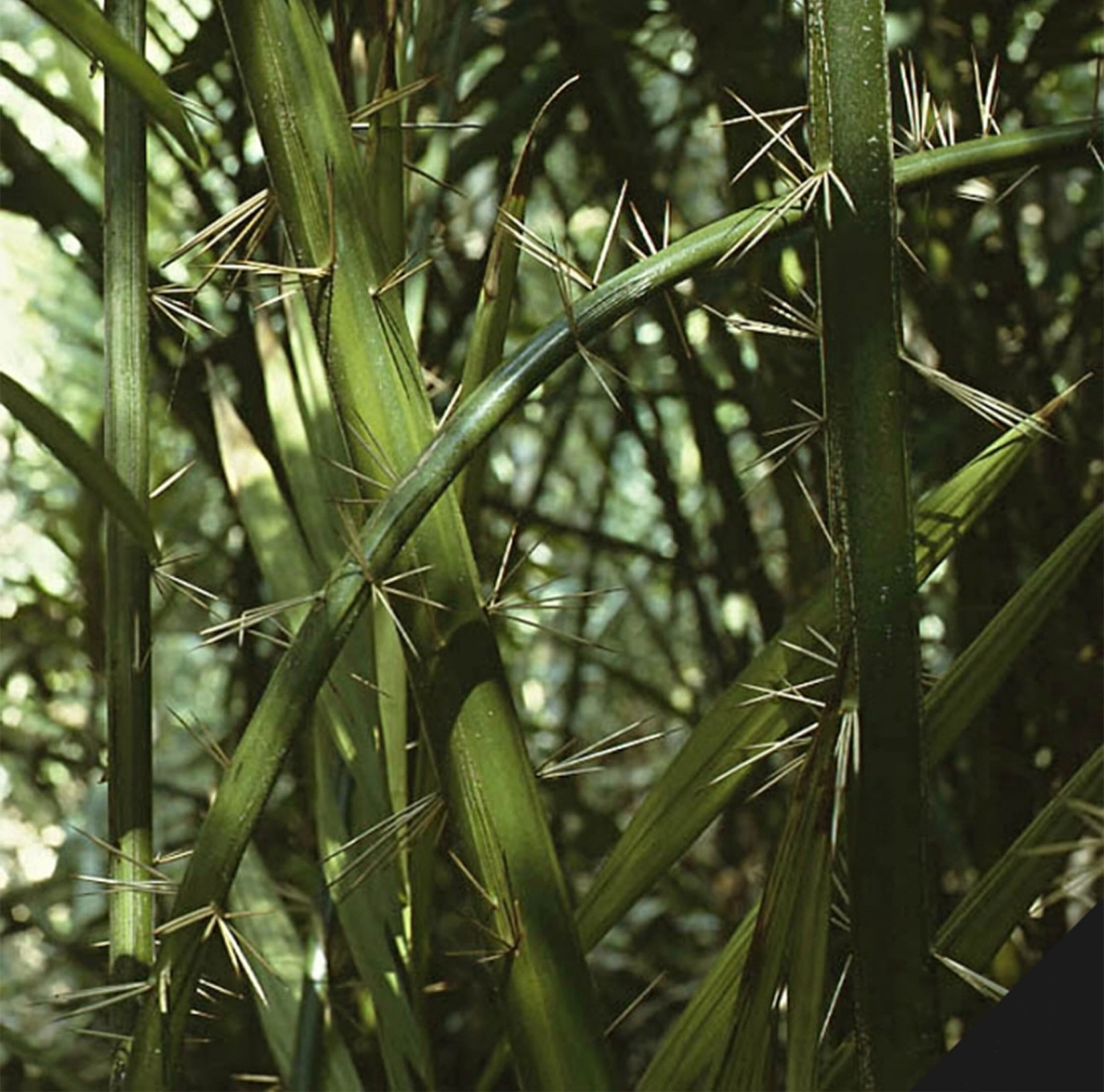 RATTAN ARTICLE