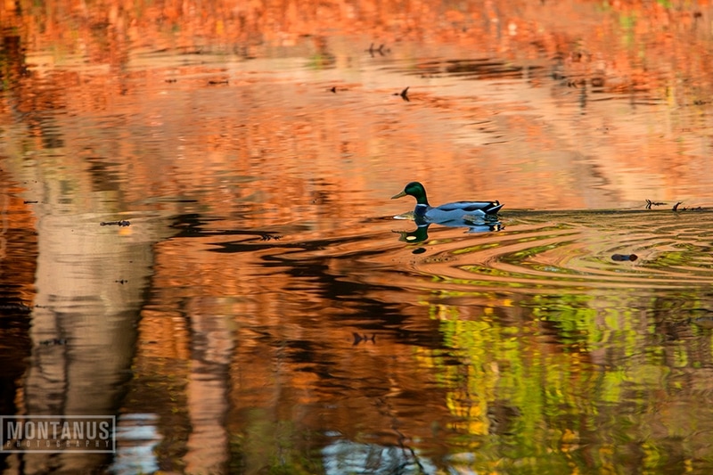 Latta Road Nursing Home West Assisted Living Rochester New York Care