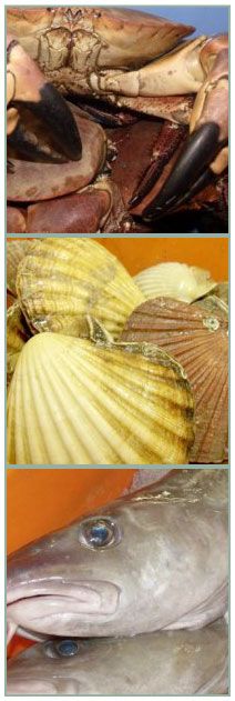 RG Seafoods, Rame