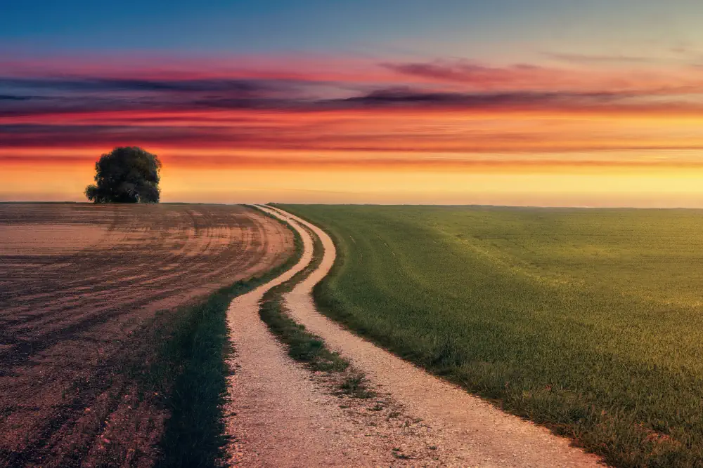 A field with a path at sunset