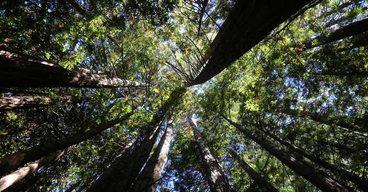 California visual data 4