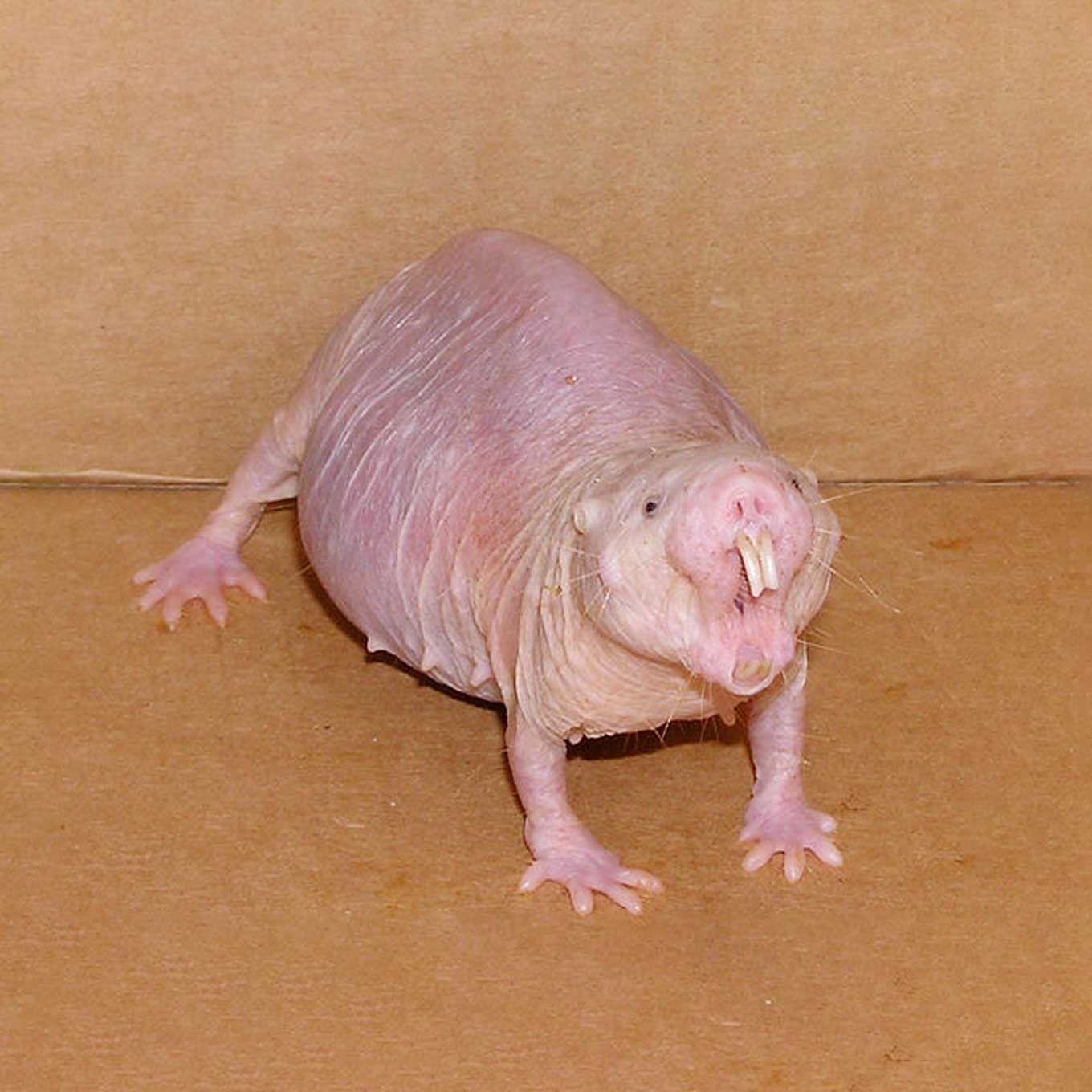 Photos Of The 21 Ugliest Animals How To Protect Them