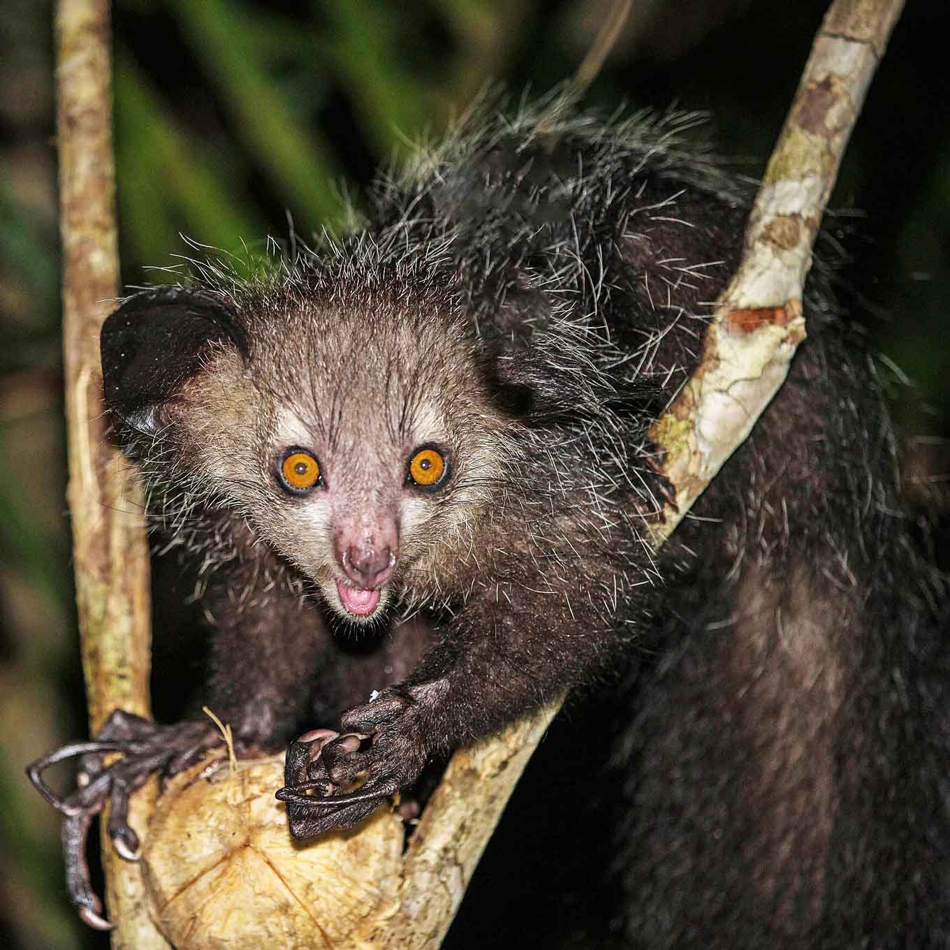 Photos Of The 21 Ugliest Animals How To Protect Them
