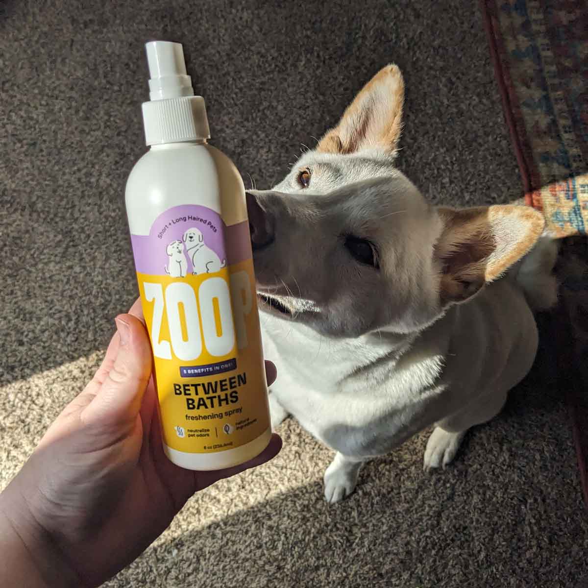42 Best Sustainable Pet Products for Dogs & Cats (2023) Sunny Herald