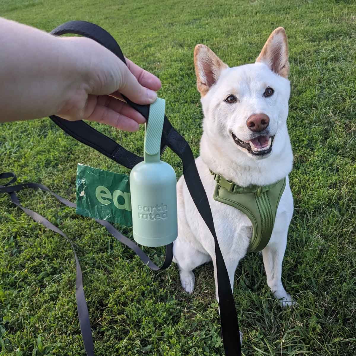 42 Best Sustainable Pet Products for Dogs & Cats (2023)