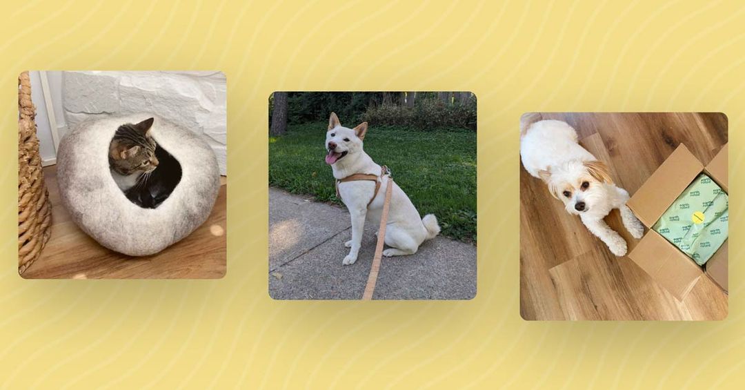 42 Best Sustainable Pet Products for Dogs & Cats (2023)