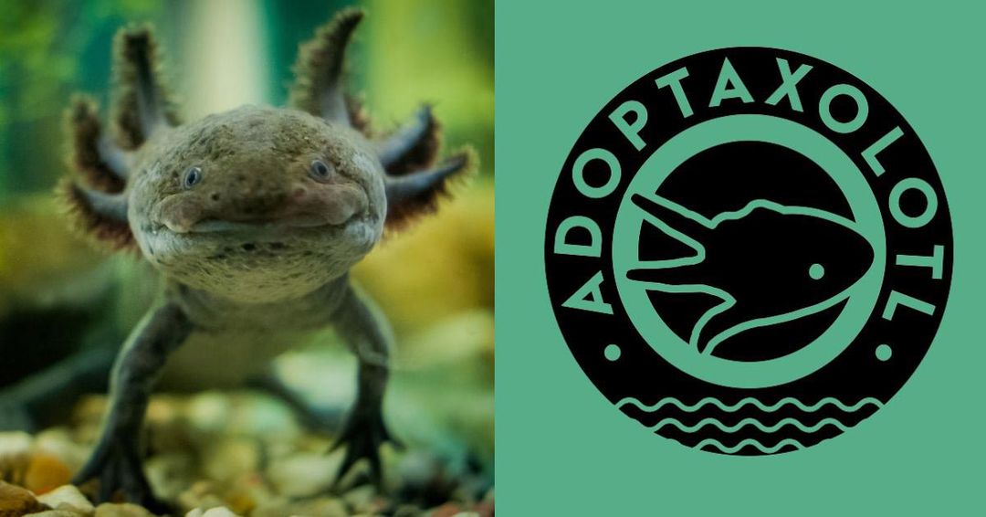 You Can Adopt an Axolotl and Bring These Adorable 'Water Monsters' Back