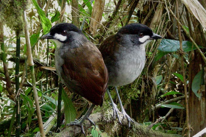 Two Jocotoco antipitta resting on a branch