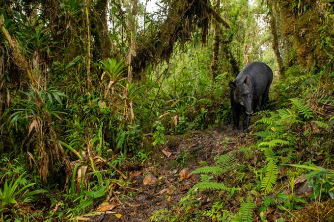 Mountain tapir in Tapichalaca reserve