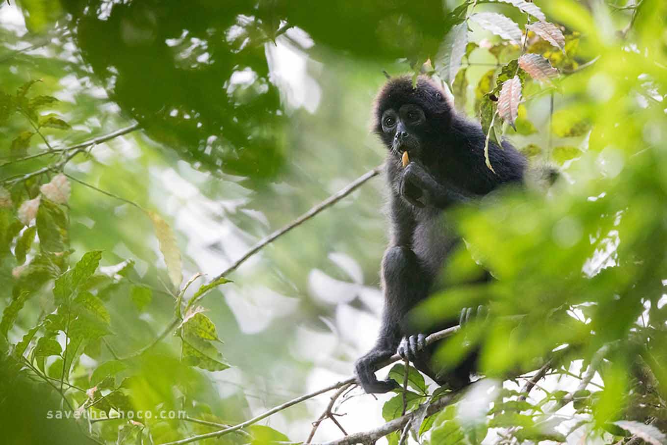 Brown-headed spider monkey in Canandé reserve