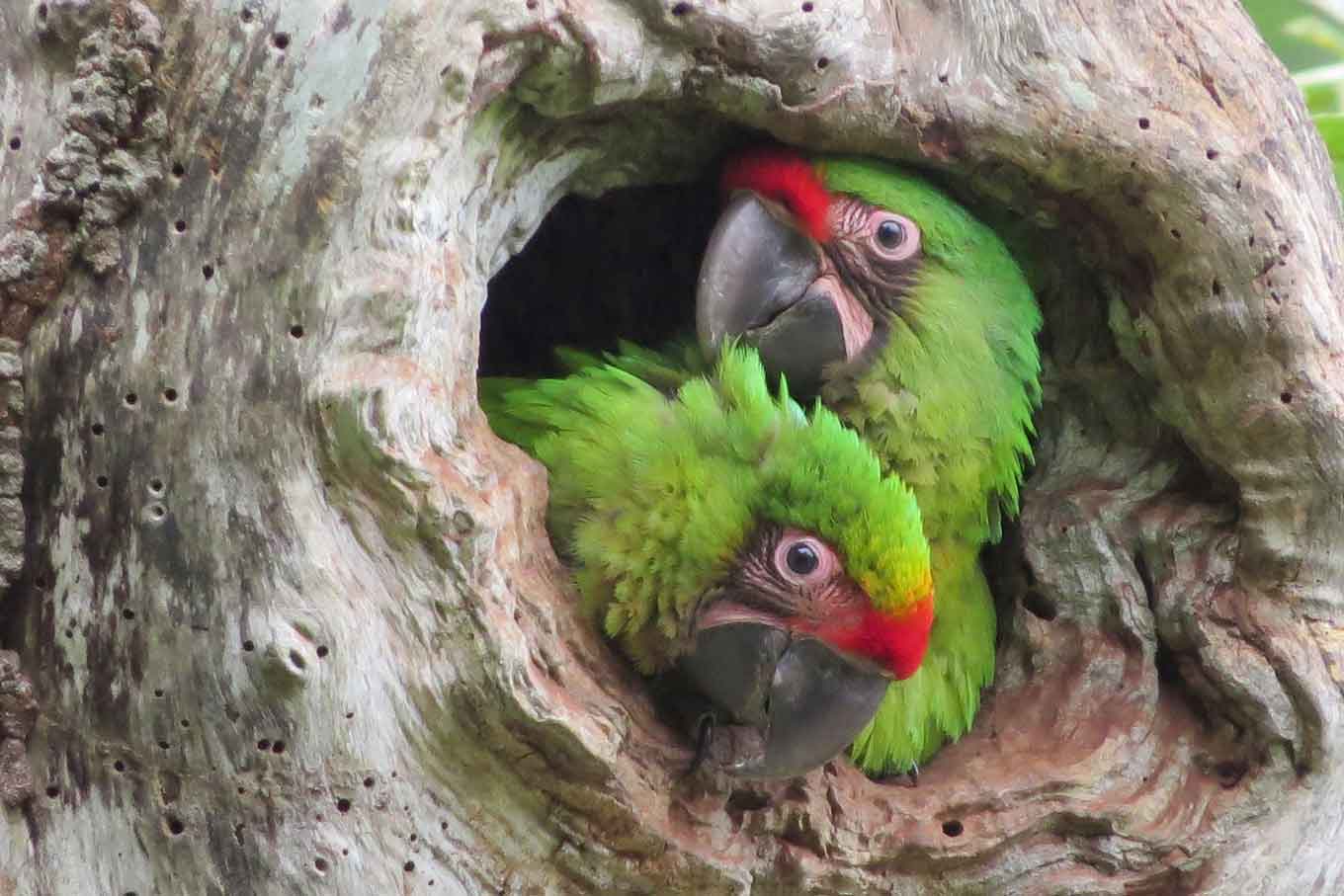 Great green macaw in Las Balsas reserve