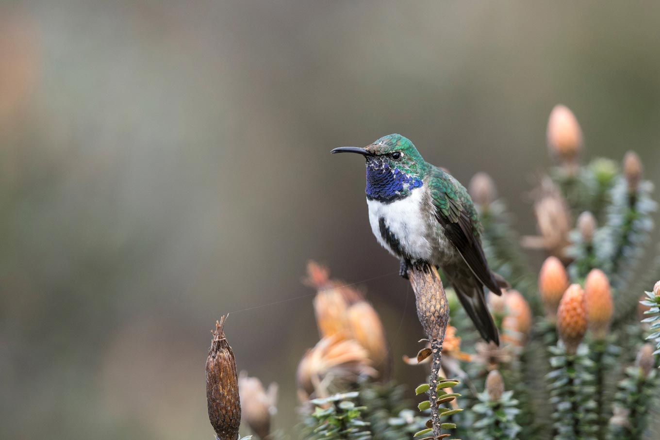 Blue throated hillstar in Cerro de Arcos reserve