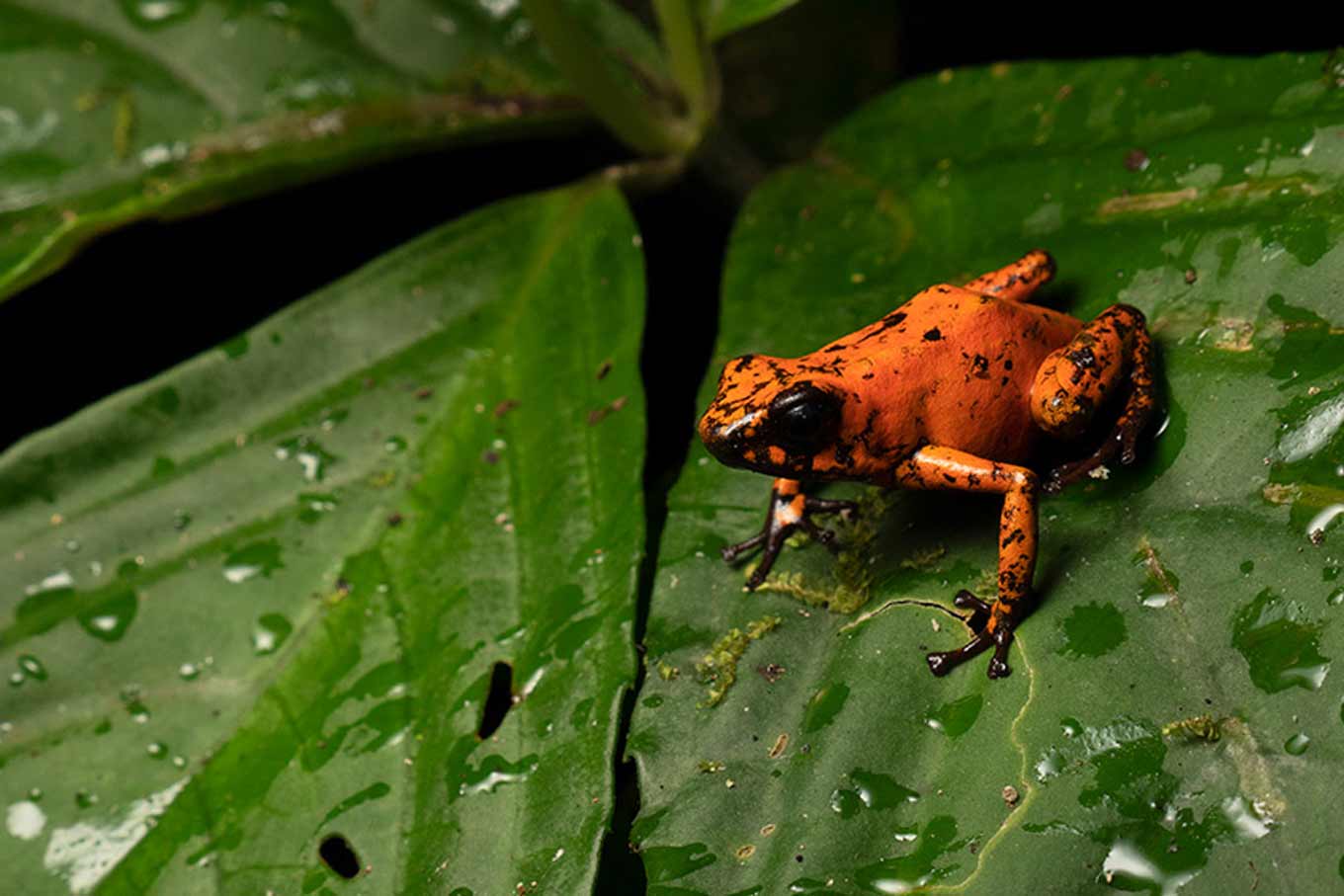 Oophaga sylvatica in Canandé reserve