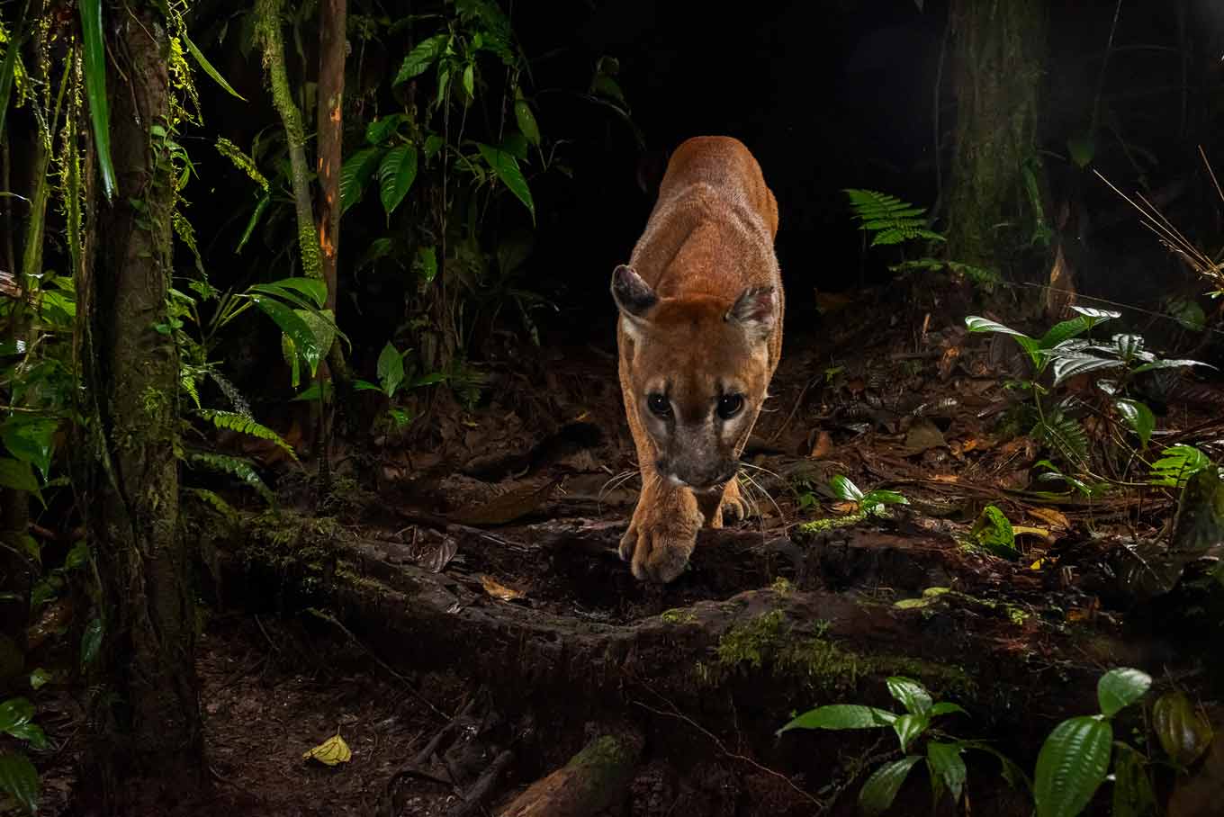 Puma in Canandé Reserve