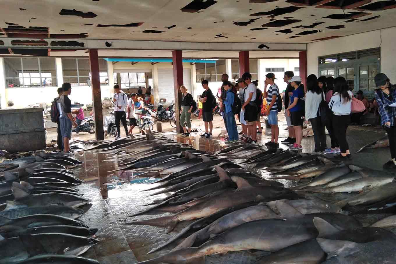 Students seeing the results of a catch at Tanjung Luar fishing market.